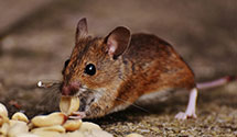 24 Hour & Emergency Exterminators in Armstrong, PA
